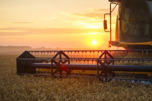Combine harvester on a wheat field at sunset